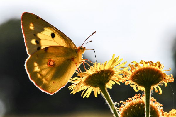 108 - Pixa Londerzeel - Luc Lariviere - Colias Croceus